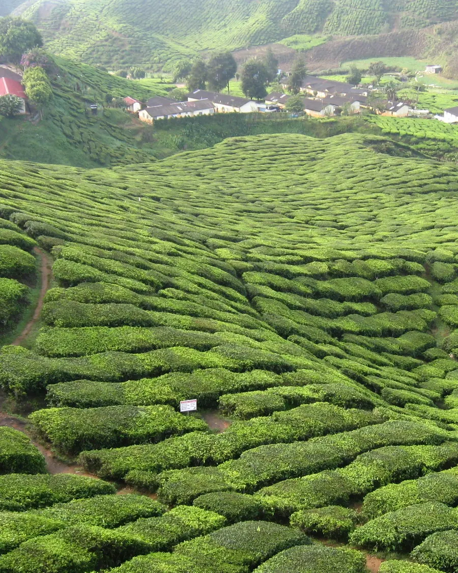 Neat rows of tea bushes covering the hills of the Cameron Highlands