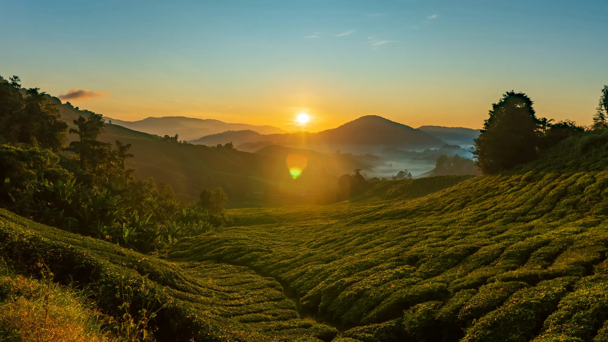 The sun rising over rolling tea plantations in the Cameron Highlands
